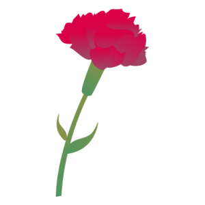 carnation3